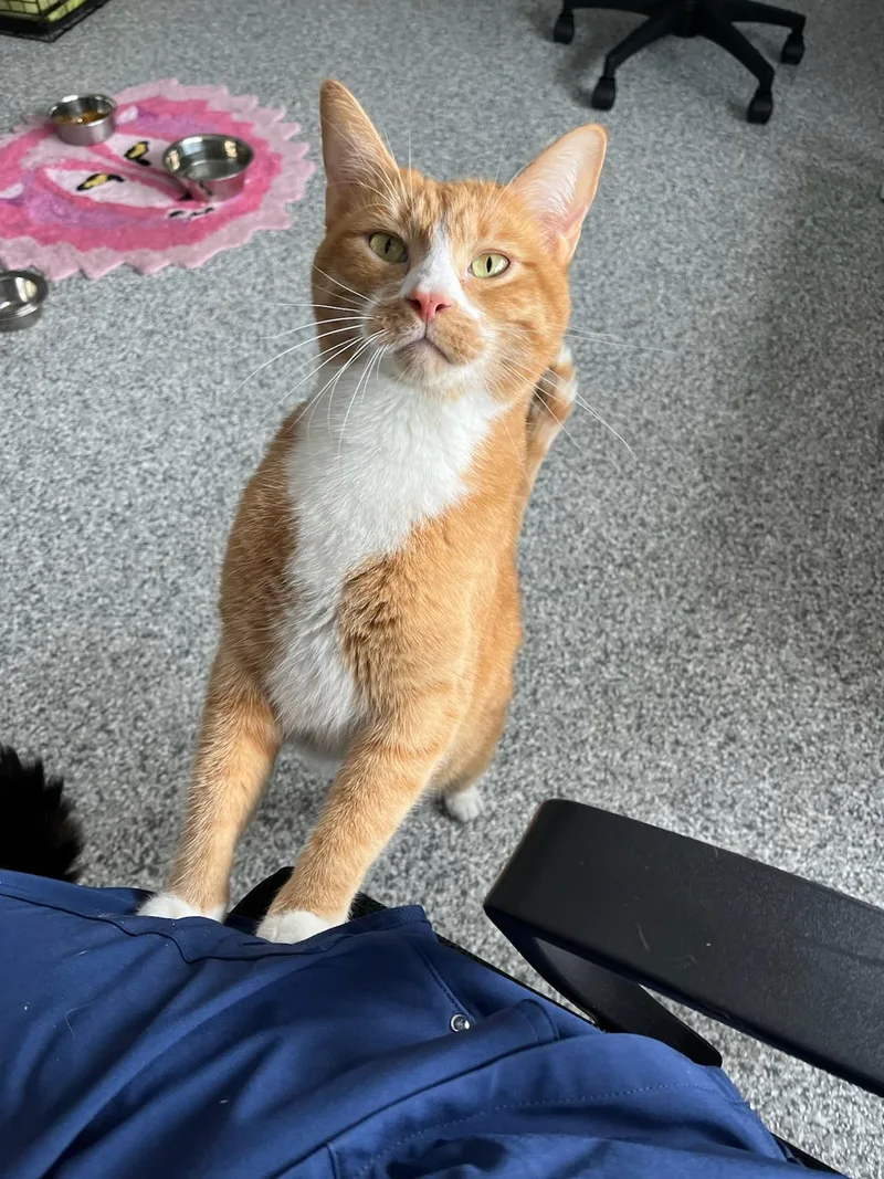Leo And Simba thumbnail 2