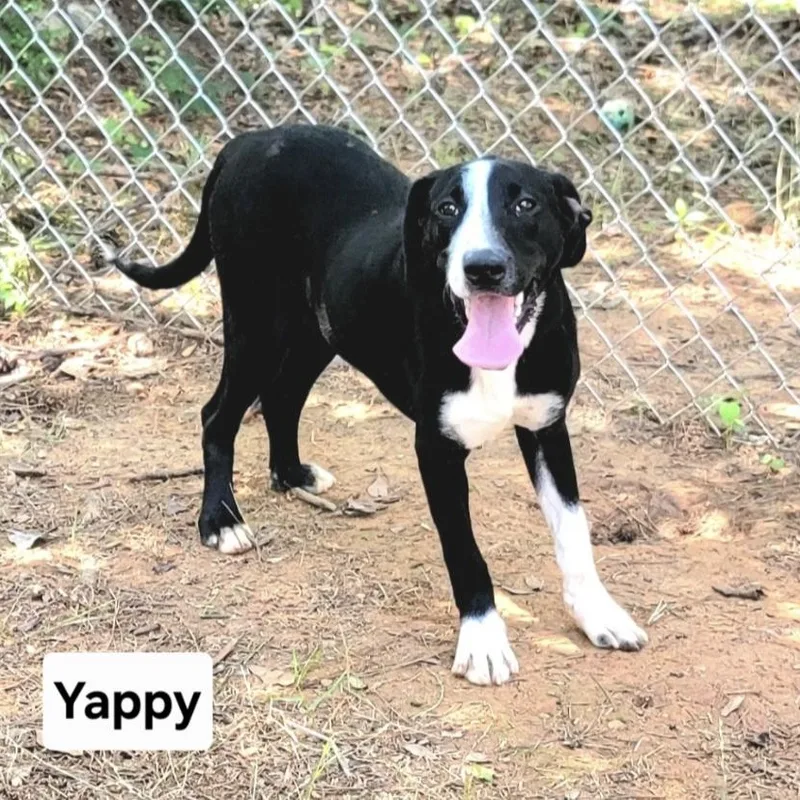 Yappy thumbnail 2