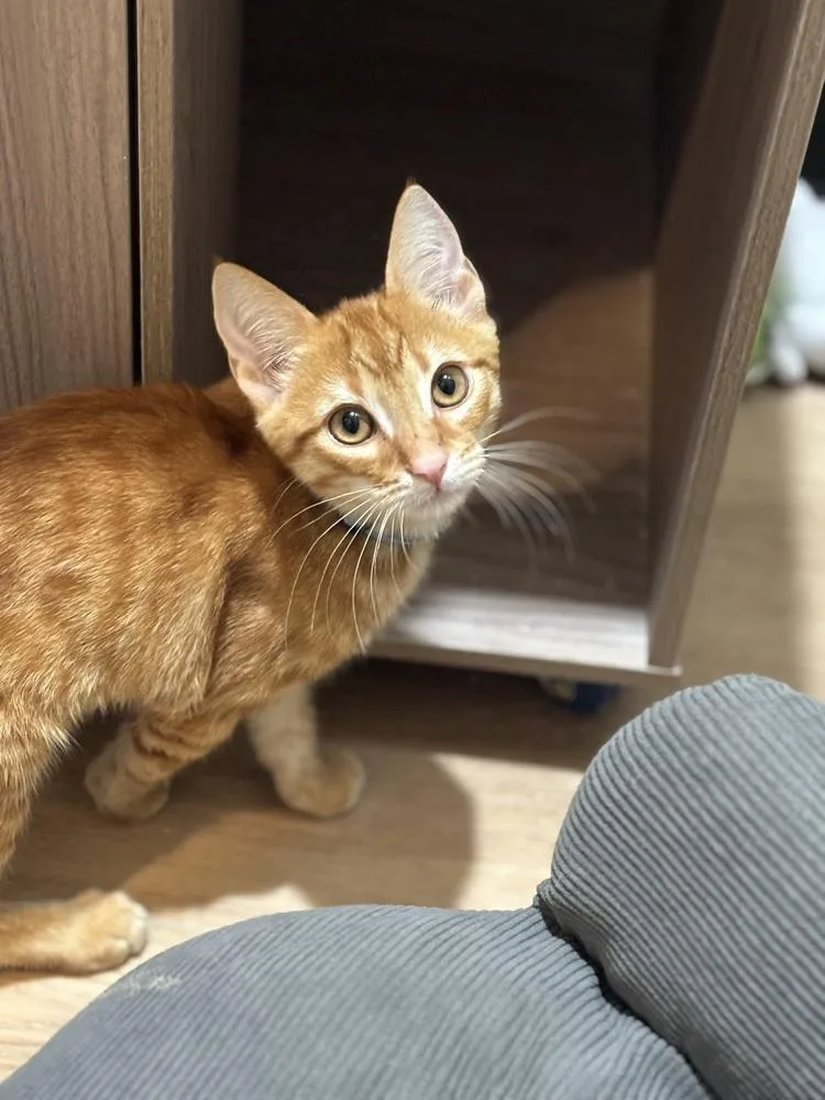 A baby small-sized male Tabby (Orange / Red) Domestic Short Hair cat named Pac Man for adoption in Dallas, TX