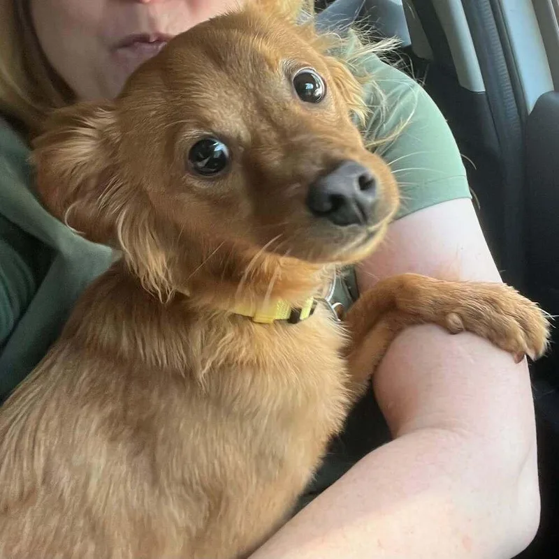 A baby small-sized male Terrier dog named Bear for adoption in New York, NY