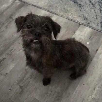 An adult small-sized female Cairn Terrier dog named Sophia for adoption in Morton Grove, IL