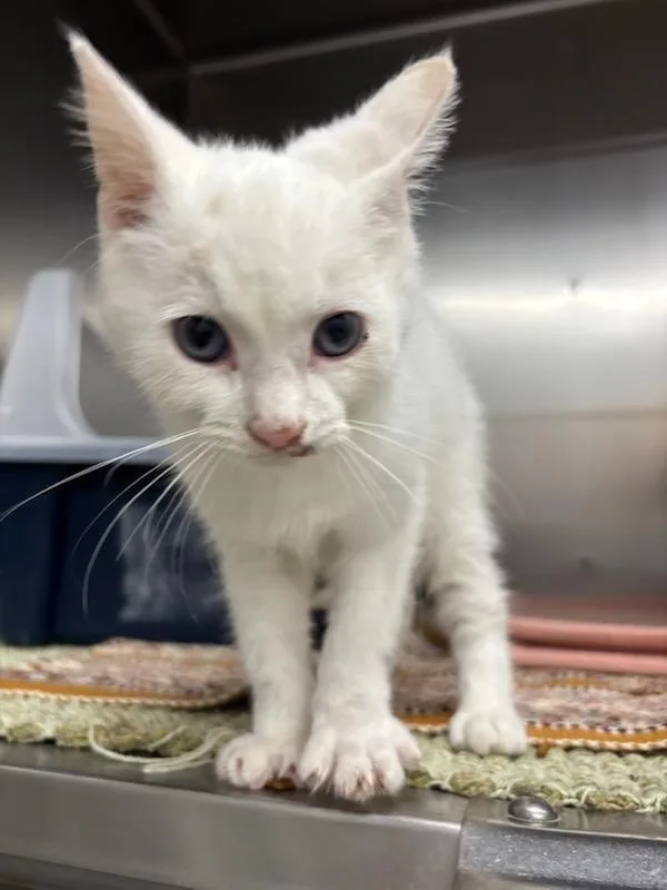 A baby medium-sized male Domestic Short Hair cat named Perry for adoption in Medford, WI