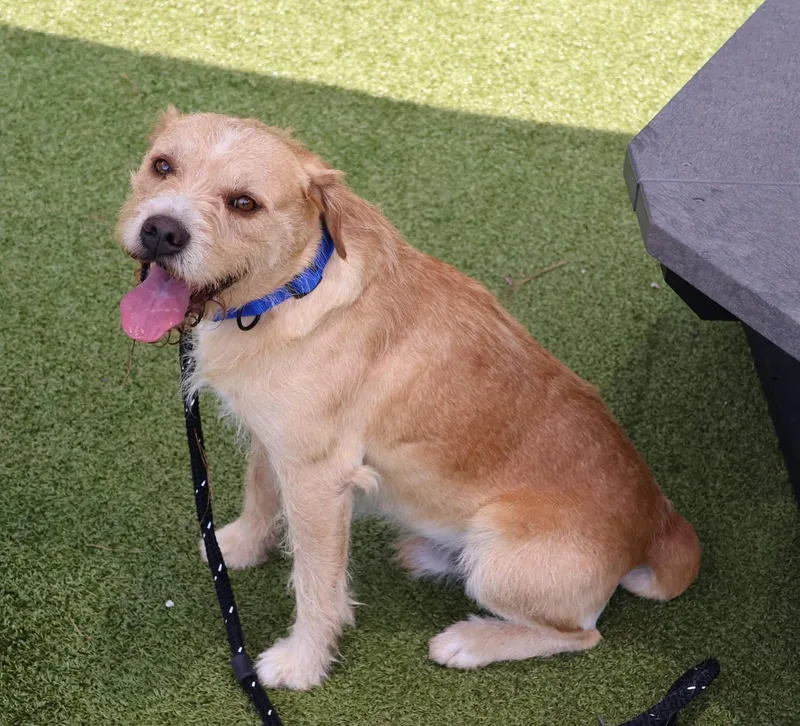 An adult large-sized male Schnauzer dog named Samuel Athens for adoption in Rockaway, NJ
