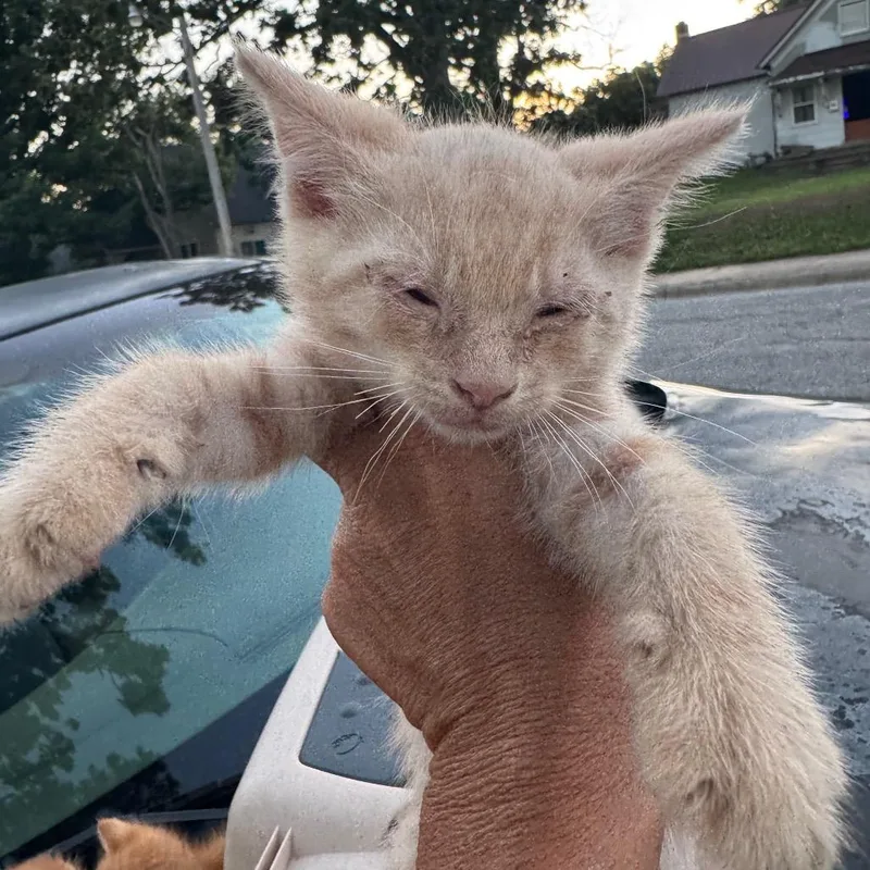 A baby small-sized male Orange / Red Domestic Short Hair cat named Reggie for adoption in West Plains, MO