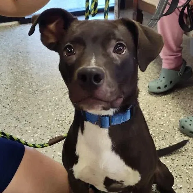 A young medium-sized female Black Mixed Breed dog named Nina for adoption in Norfolk, NE