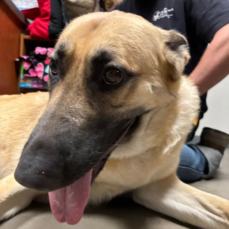 An adult large-sized female Brown / Chocolate German Shepherd Dog dog named Bonnie for adoption in Yuma, AZ