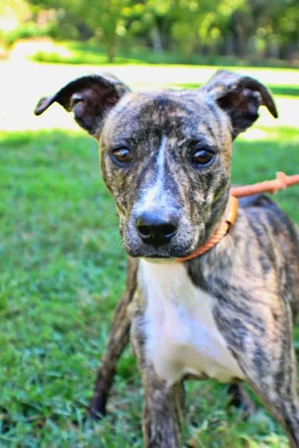 A baby small-sized male Whippet dog named Morris for adoption in Morton Grove, IL