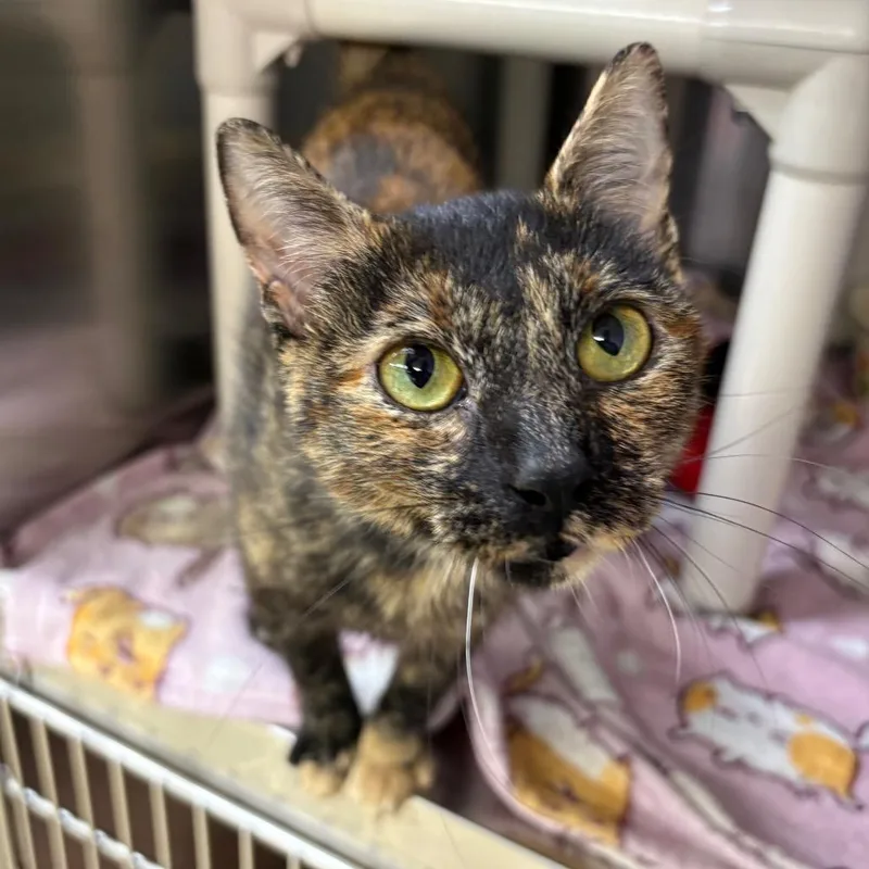 An adult medium-sized female Tortoiseshell Domestic Short Hair cat named Kelly for adoption in Springfield, IL