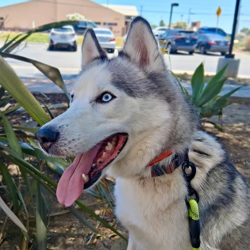 An adult medium-sized female Gray / Blue / Silver Husky dog named Moonstar for adoption in San Jacinto, CA