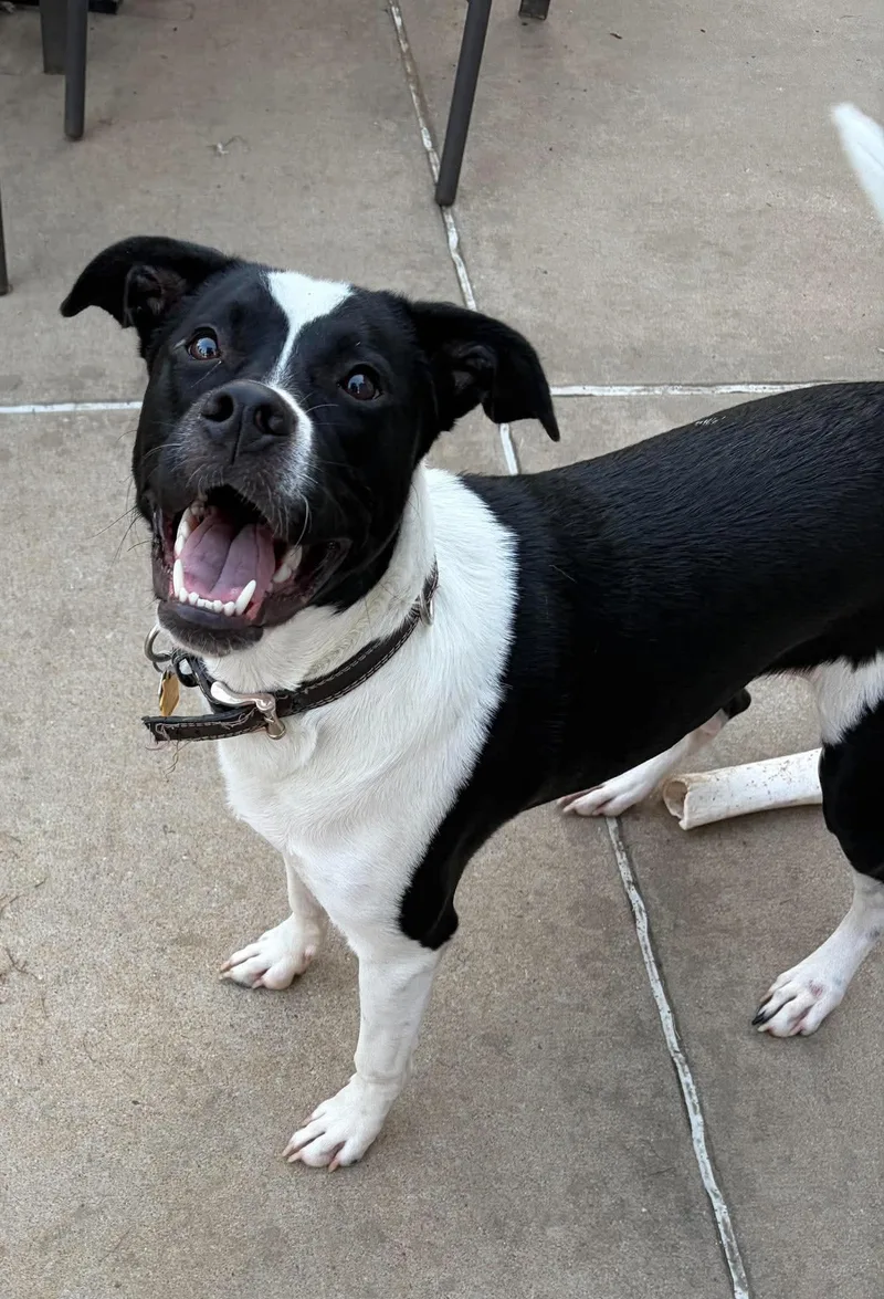An adult large-sized male American Staffordshire Terrier dog named Cy for adoption in O'Fallon, MO