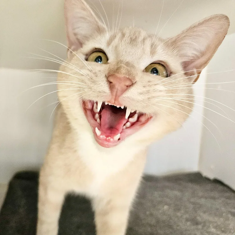 A young medium-sized male Domestic Short Hair cat named Donovan for adoption in Oakland, CA
