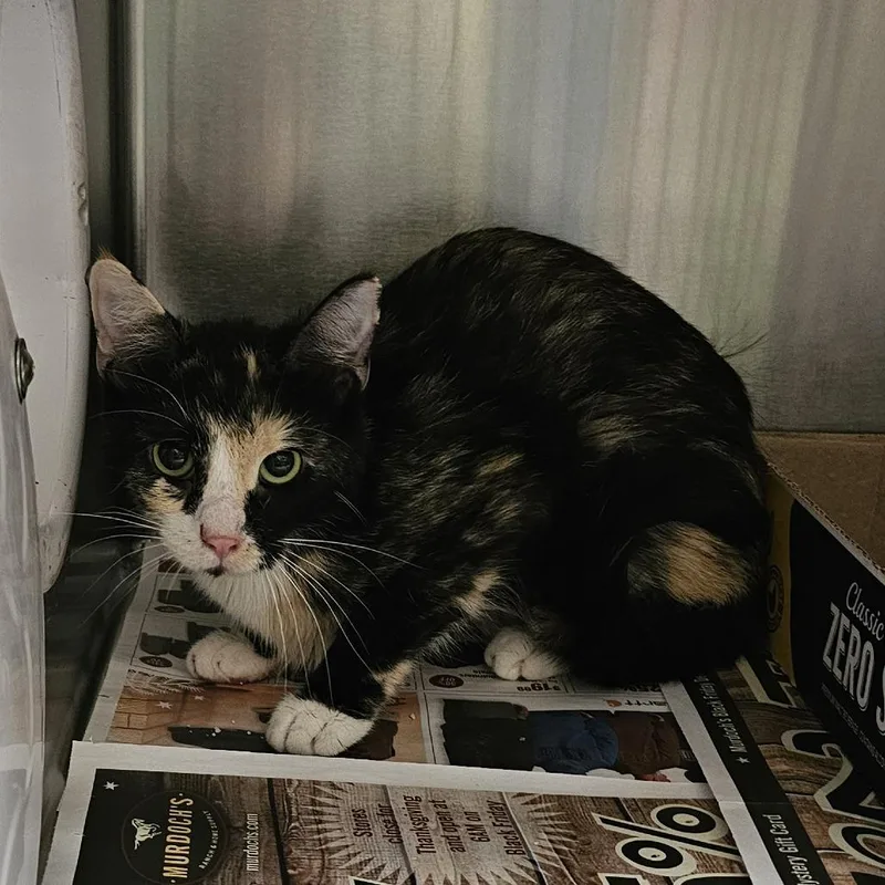 An adult small-sized female Calico Domestic Short Hair cat named Cottonelle for adoption in Cheyenne, WY