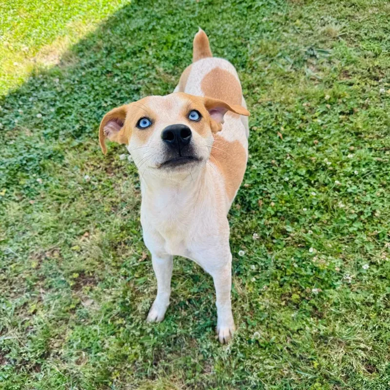 An adult medium-sized female Red / Chestnut / Orange Cattle Dog dog named Kendall for adoption in Brownsboro, AL