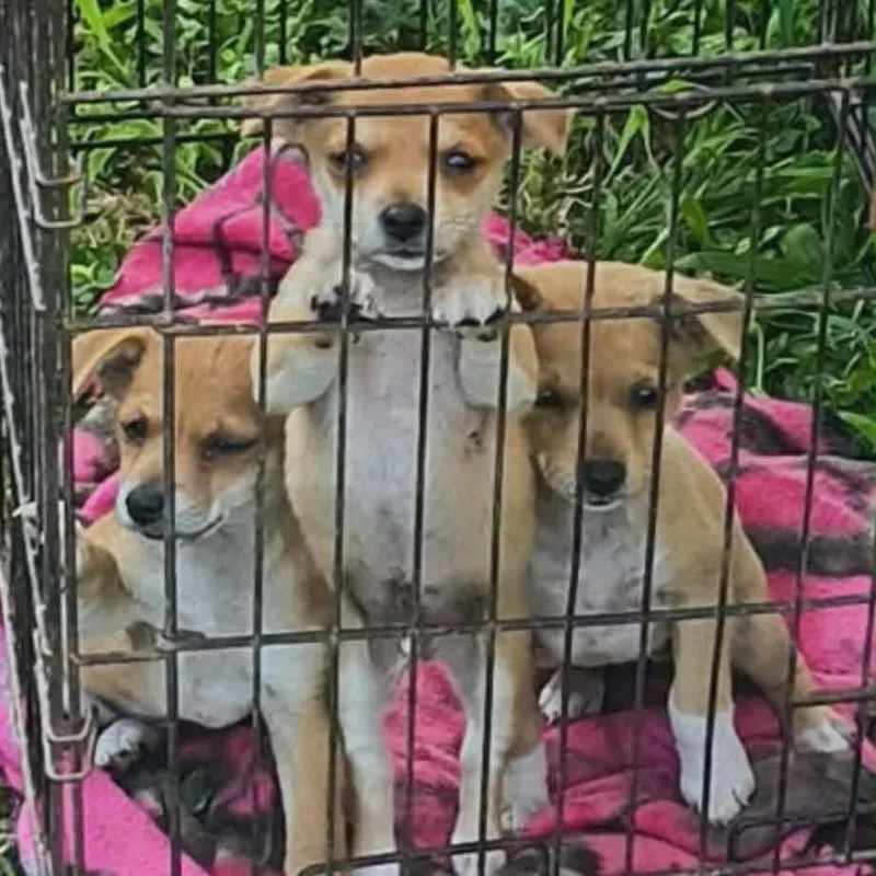 A young small-sized male Yellow / Tan / Blond / Fawn Chihuahua dog named Hoosier for adoption in Montgomery, TX