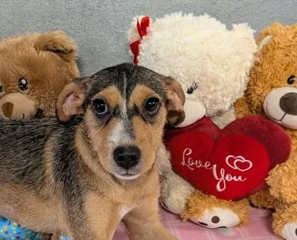 A baby small-sized female Terrier dog named Stellar for adoption in Houston, TX