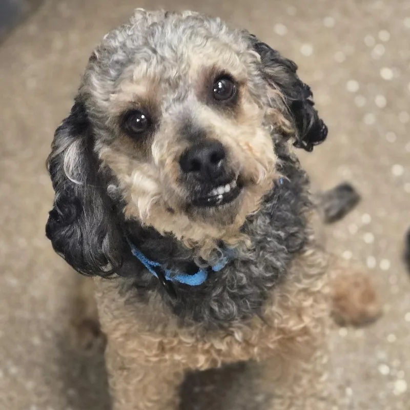 An adult small-sized male Brown / Chocolate Mixed Breed dog named Cashew for adoption in Sonoma, CA