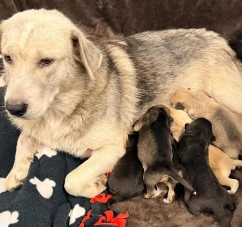 An adult medium-sized female Shepherd dog named Phoenix for adoption in Thief River Falls, MN