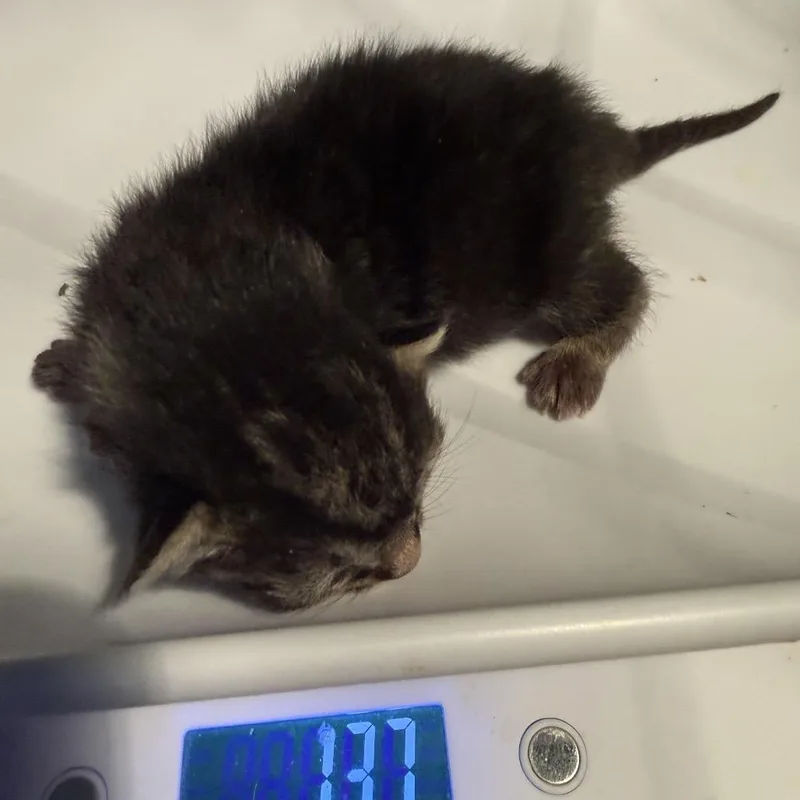 A baby small-sized female Gray / Blue / Silver Domestic Short Hair cat named Oni for adoption in Columbus, NC