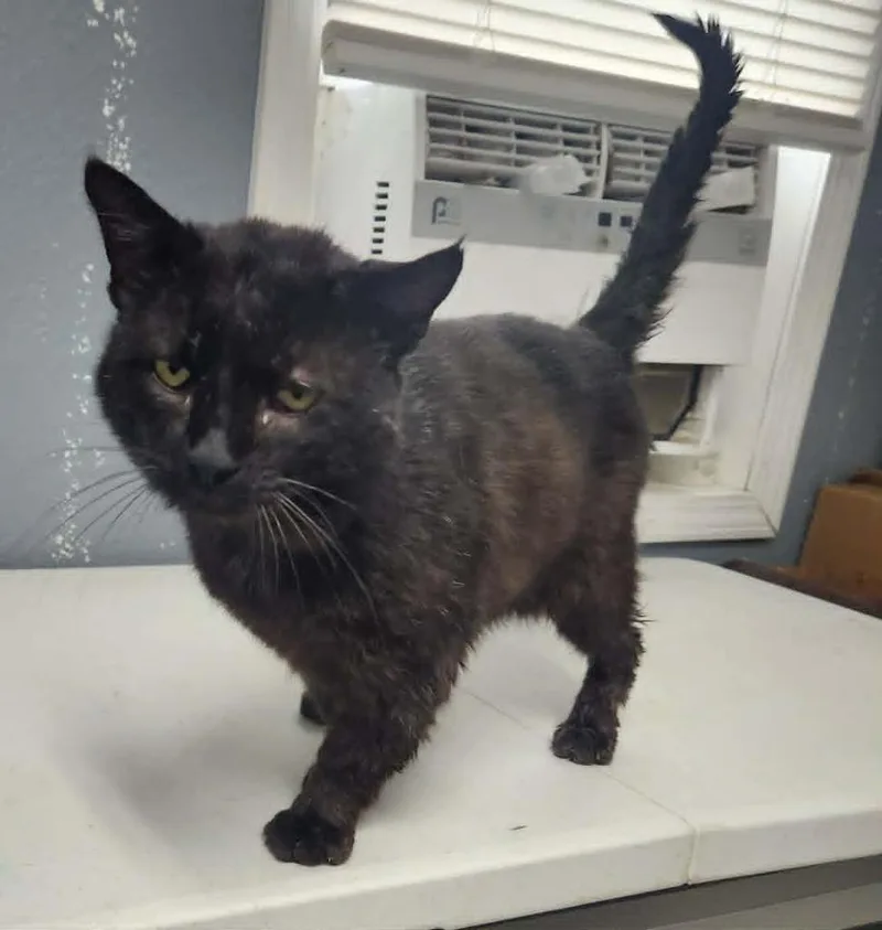 An adult small-sized male Domestic Short Hair cat named Romeo for adoption in Olney, IL