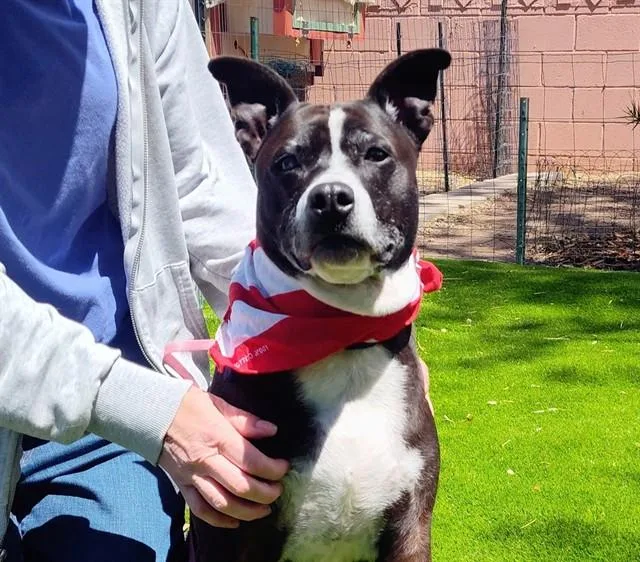 An adult medium-sized female Pit Bull Terrier dog named Tinkerbell for adoption in Albuquerque, NM