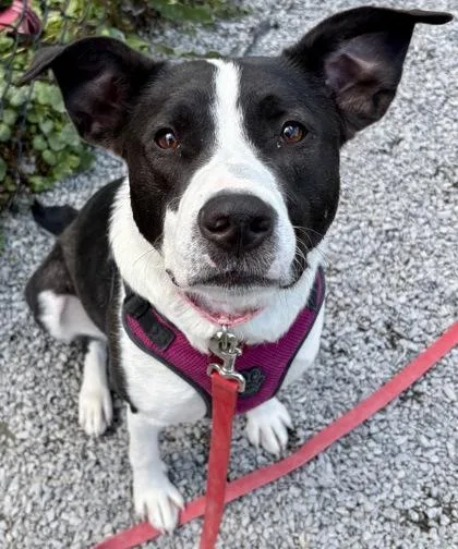 An adult large-sized female Mixed Breed dog named Nala for adoption in Cincinnati, OH