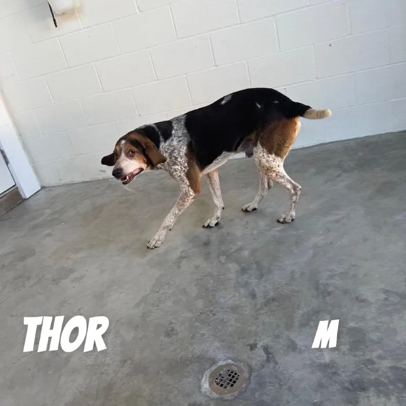 Thor