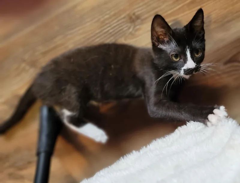 A baby large-sized male Domestic Short Hair cat named Tux for adoption in Nacogdoches, TX
