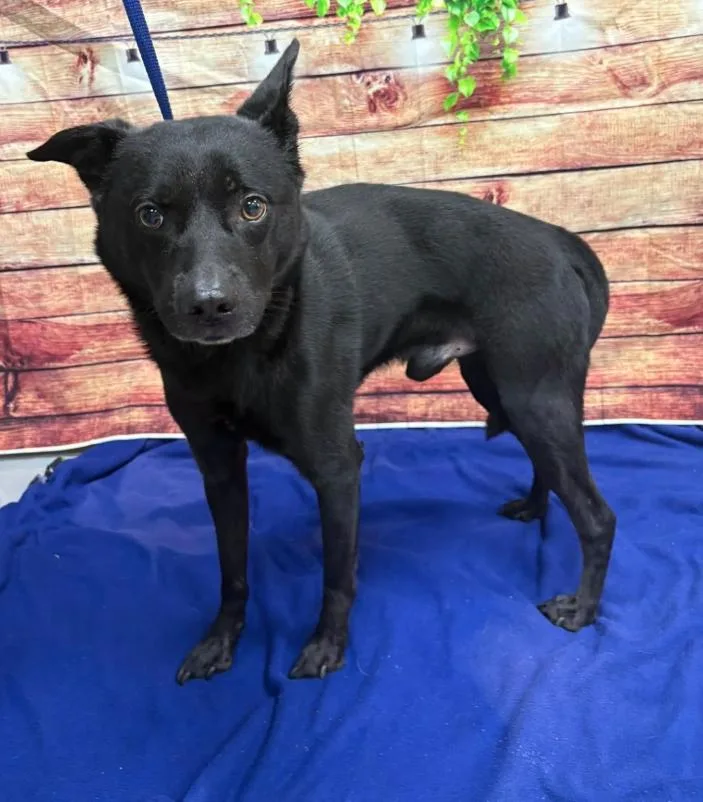 An adult medium-sized male Black Australian Kelpie dog named AC "Shadow" for adoption in Conyers, GA