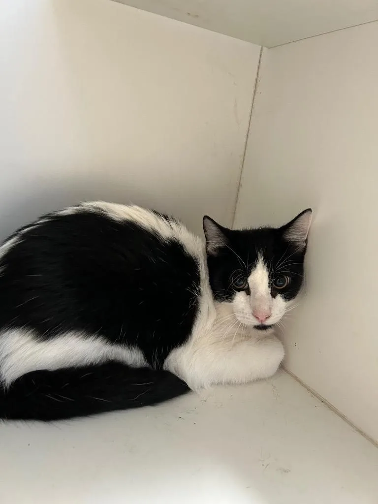 A young medium-sized male Domestic Short Hair cat named Noodle for adoption in Newcastle, OK