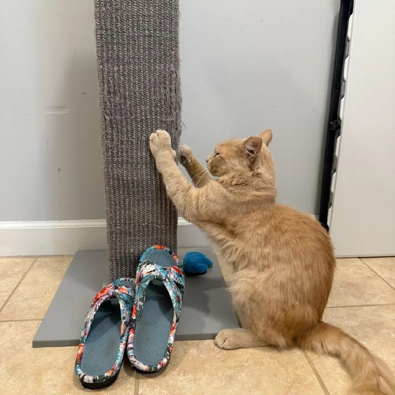 An adult large-sized male Tabby (Orange / Red) Domestic Medium Hair cat named Leo for adoption in Charlotte, NC