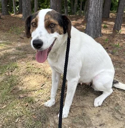 A young medium-sized female Parson Russell Terrier dog named Cherry for adoption in Conway, SC