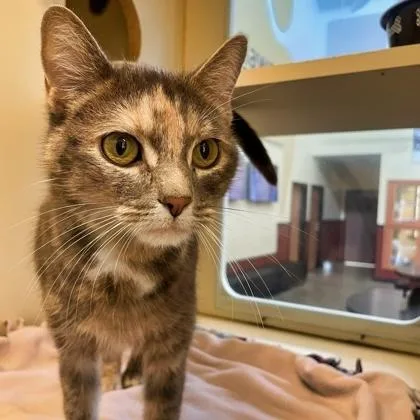 An adult medium-sized female Dilute Tortoiseshell Domestic Short Hair cat named Stevie for adoption in Rochester, MN