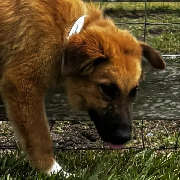 A baby large-sized male German Shepherd Dog dog named Stud for adoption in Liverpool, TX