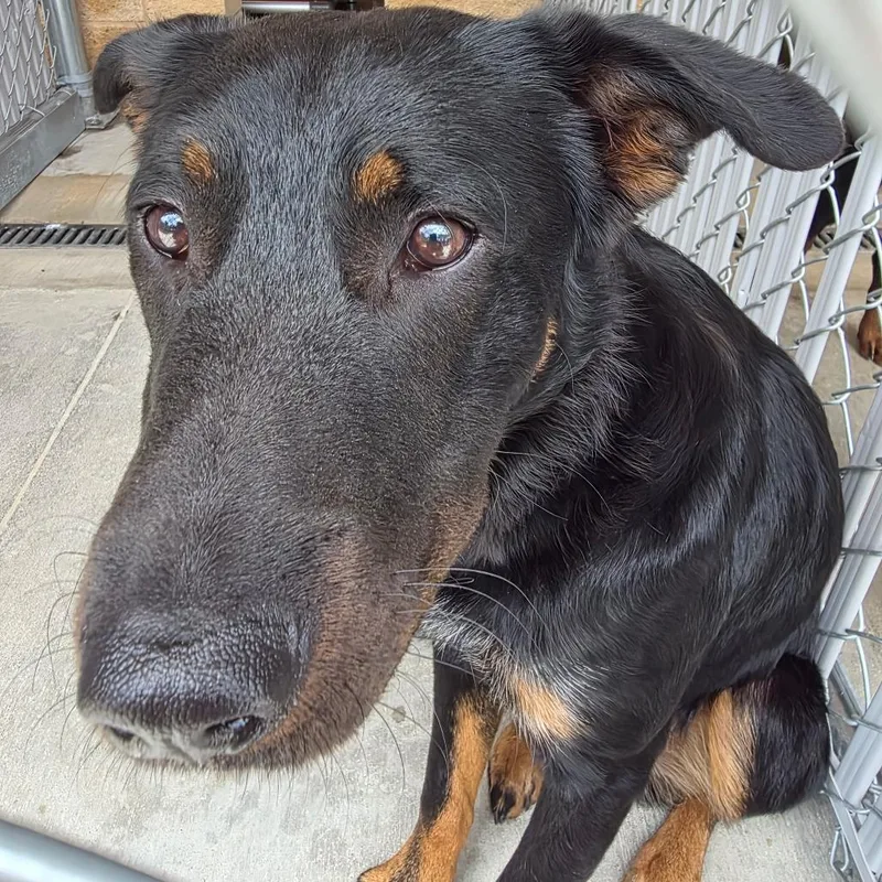 Max