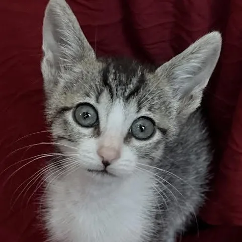 A baby medium-sized male Tabby cat named Kai for adoption in Woodland Hills, CA