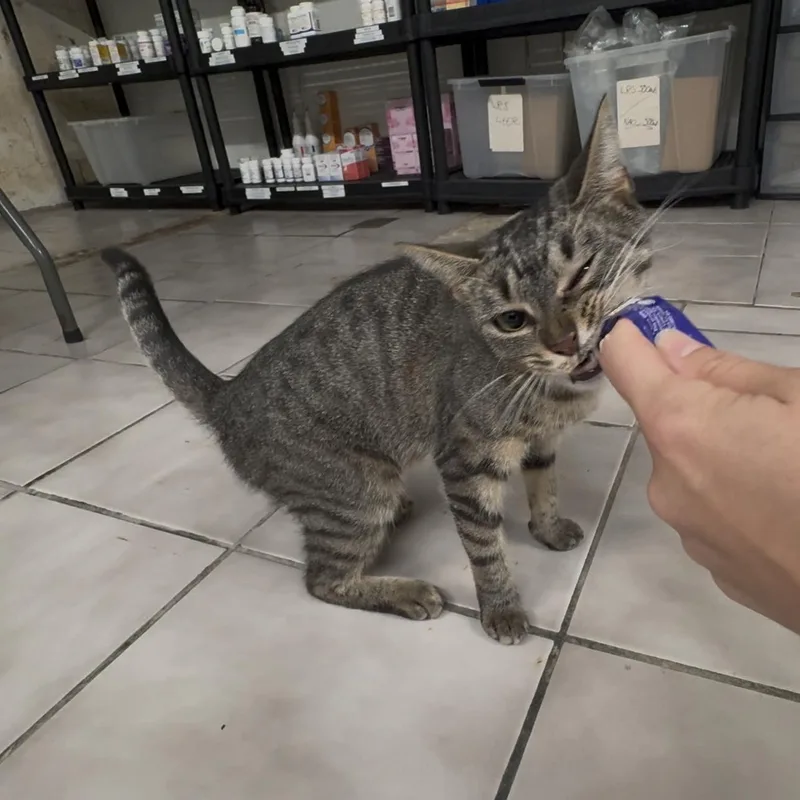 Delilah thumbnail 6