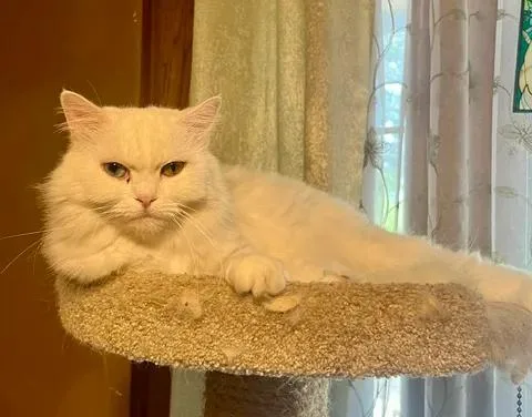 Lily