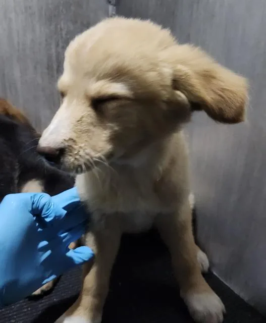 A baby small-sized female Labrador Retriever dog named Knightley for adoption in San Antonio, TX