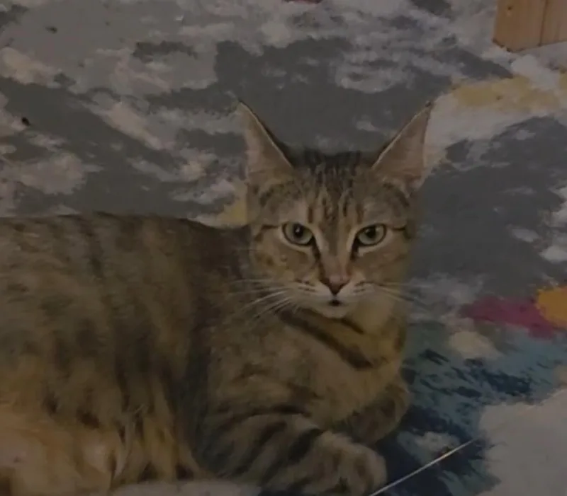 An adult medium-sized female Domestic Short Hair cat named Bella for adoption in Telford, PA