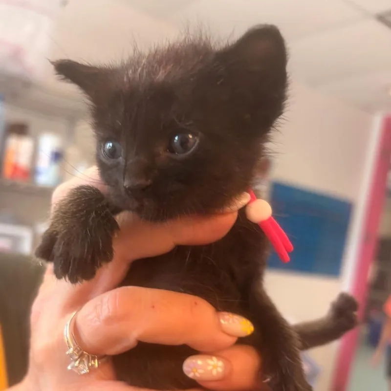 A baby small-sized female Black Domestic Short Hair cat named Peony for adoption in Austin, TX