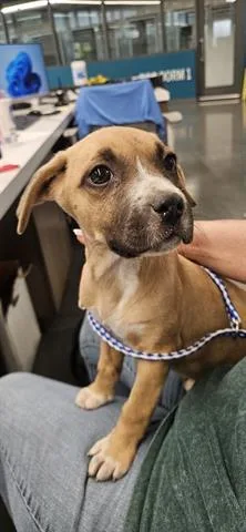 A baby small-sized female Pit Bull Terrier dog named Tamra for adoption in San Martin, CA