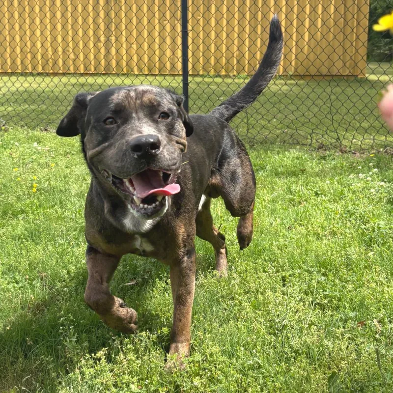 An adult large-sized male Black Catahoula Leopard Dog dog named Sampson for adoption in Cabot, AR