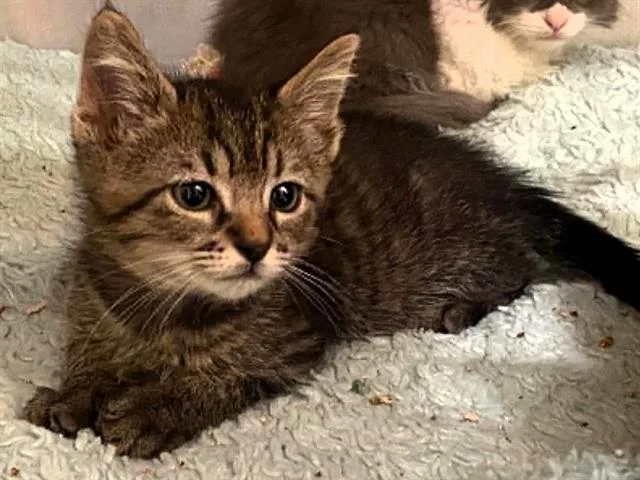 A baby small-sized female Domestic Short Hair cat named Annie for adoption in Tustin, CA