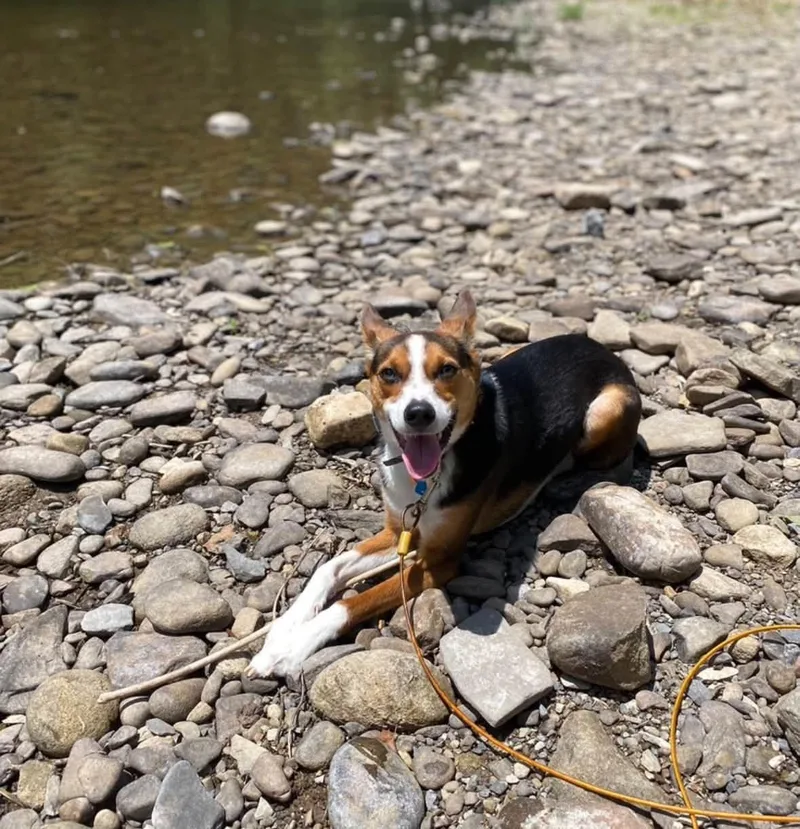 An adult medium-sized male Tricolor (Brown, Black, & White) Terrier dog named Max for adoption in Farmingdale, NJ