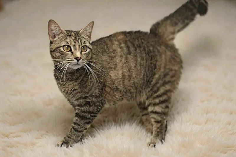 An adult medium-sized female Domestic Medium Hair cat named Nadia for adoption in Talladega, AL