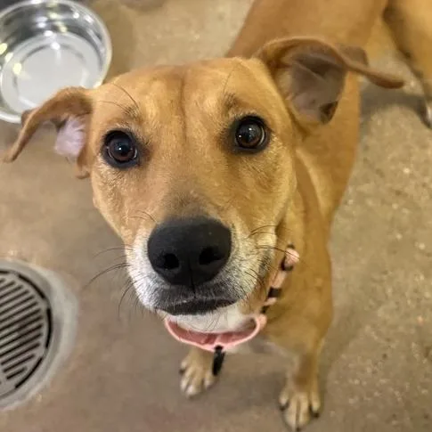 An adult medium-sized female Mixed Breed dog named Peanut for adoption in Middletown, RI