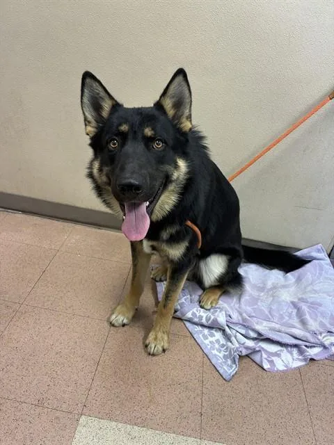 A young extra large-sized male German Shepherd Dog dog named Drift for adoption in San Jose, CA