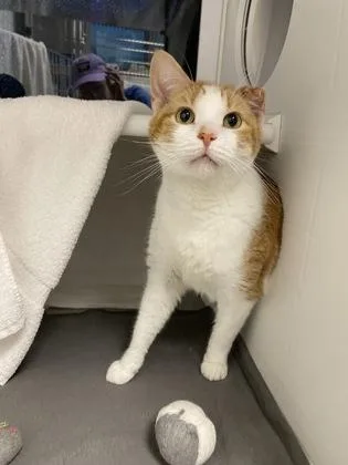An adult medium-sized male Orange / Red Domestic Short Hair cat named Peter Pan for adoption in Kansas City, MO