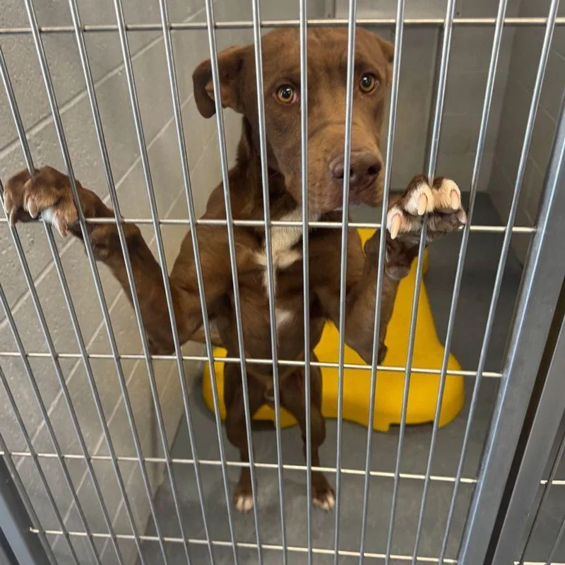 An adult medium-sized male Labrador Retriever dog named Oakley for adoption in Kingman, AZ