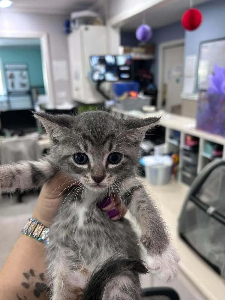 A baby small-sized female Gray / Blue / Silver Domestic Short Hair cat named Radon for adoption in Statesboro, GA